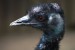 emu-hnedy-zoo-brno