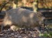 kapybara-hydrochoerus-hydrochaeris