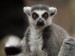lemur-kata-zoo-praha