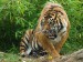 tygr-sumatesky-panthera-tigris-sumatrae